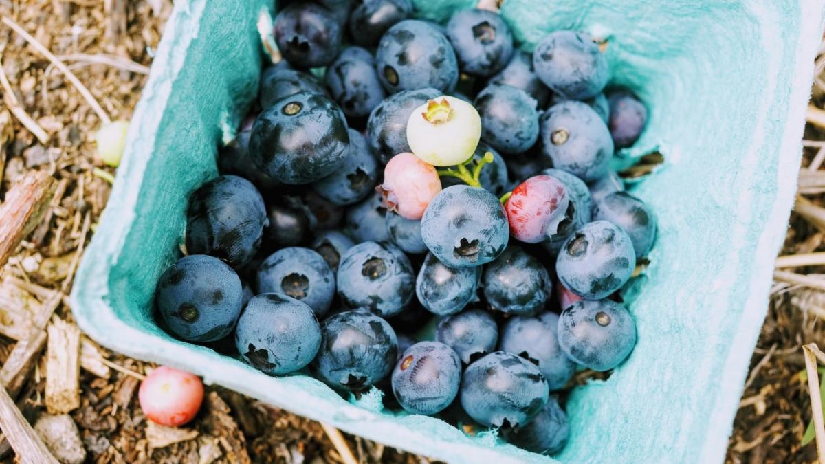 China Still Peru’s ThirdLargest Export Market for Blueberries
